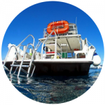 Sea monkey Sea Monkey