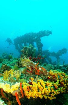 DiveBVI_RMS_Rhone_sponges RMS Rhone sponges