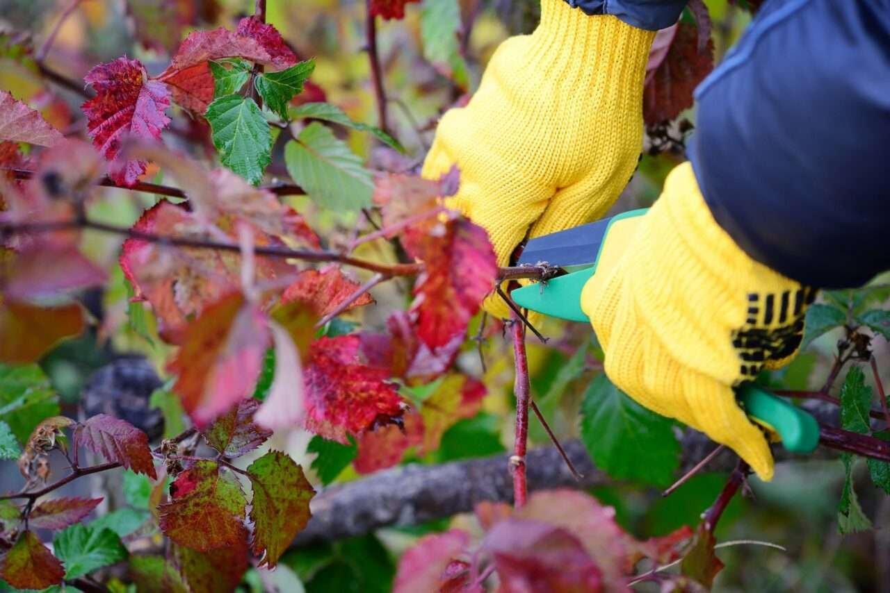 Hands with gloves of gardener doing maintenance work, pruning bu
