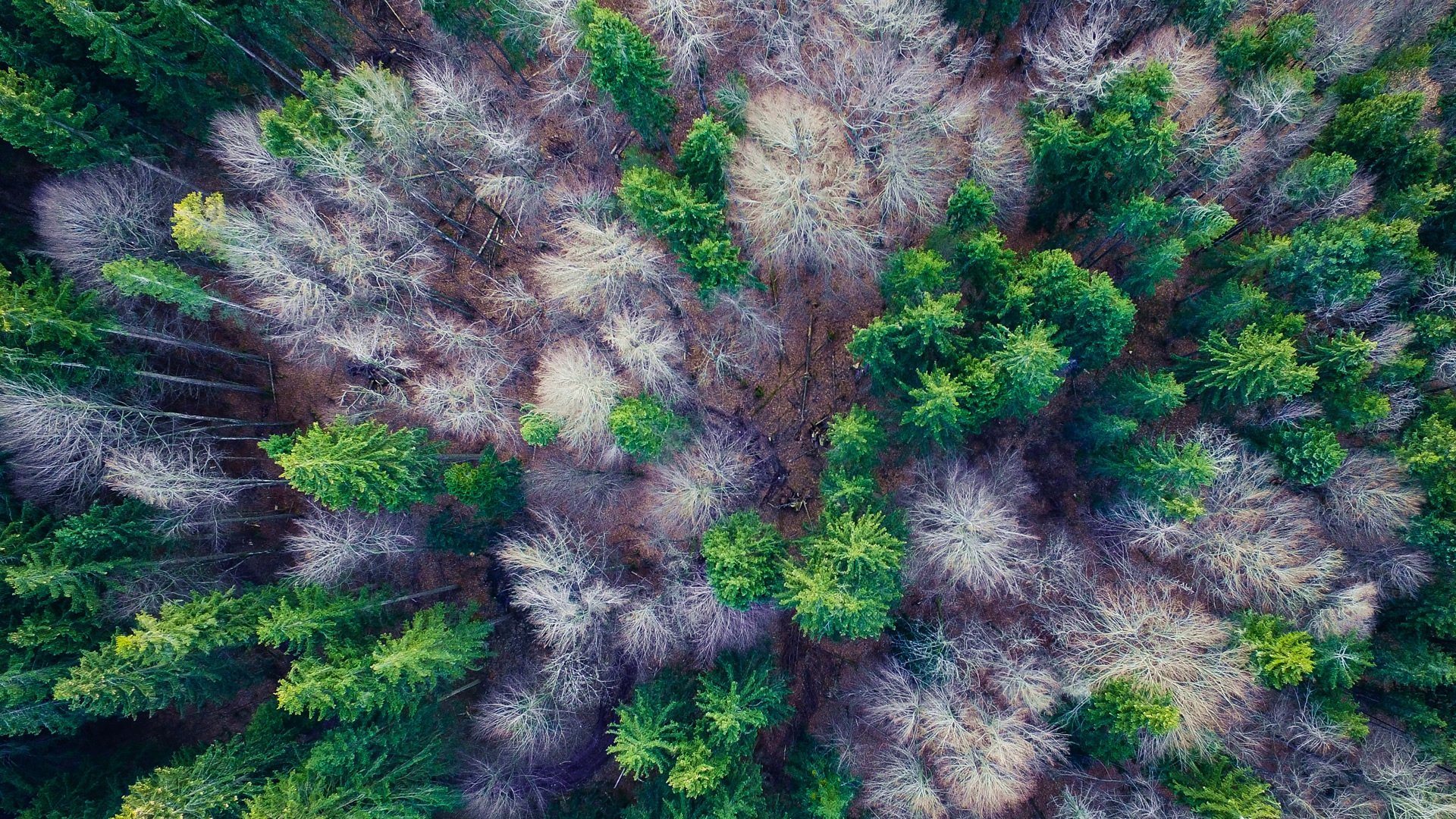 drone-video-laten-maken-09