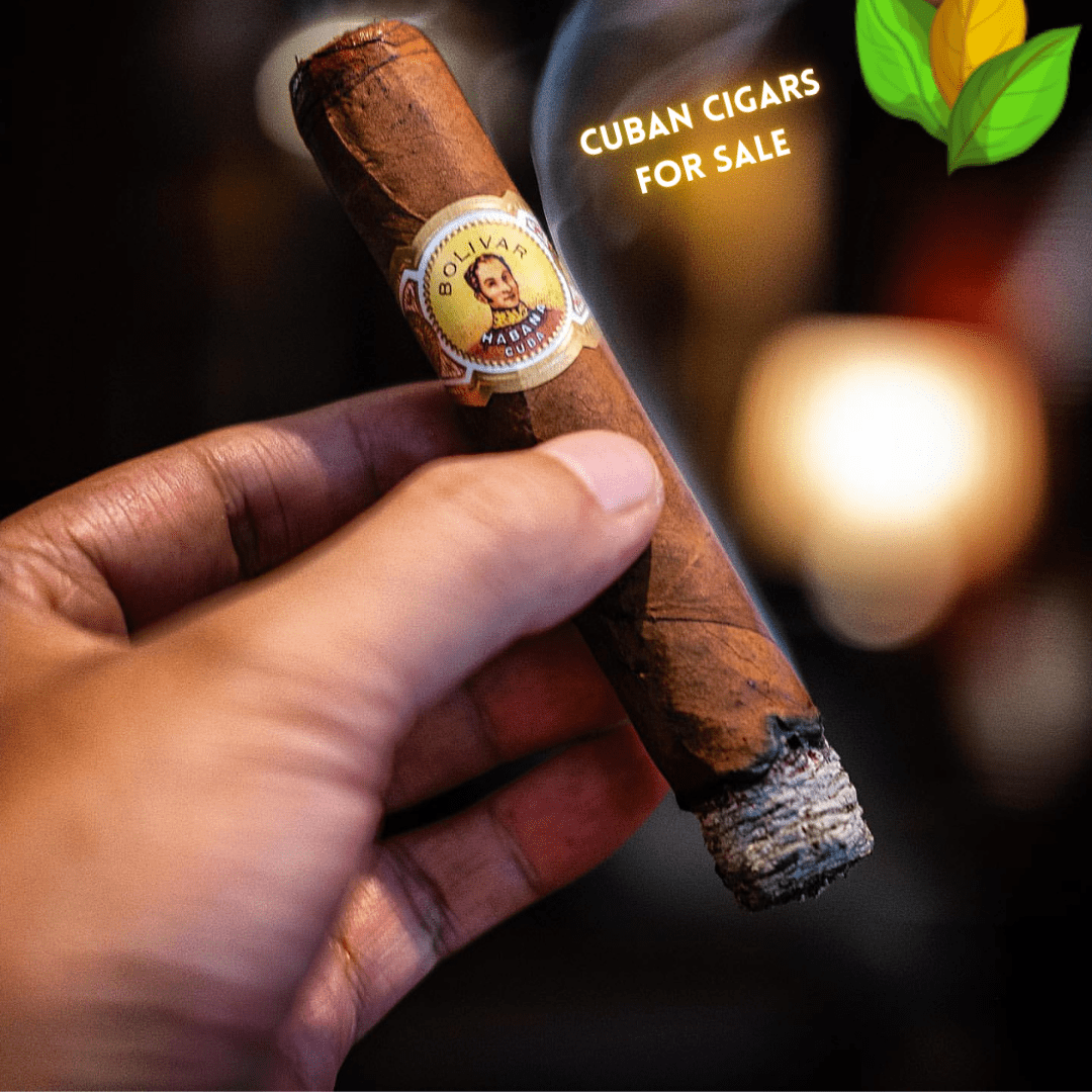 Bolivar Royal Corona