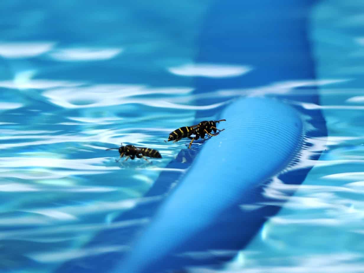 Bugs swimming on the surface of the swimming pool water.