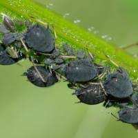 Ploşniţa neagră a sfeclei (Polymerus cognatus) img-1