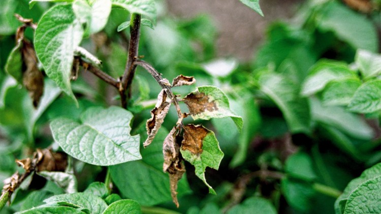 Mana cartofului (Phytophtora infestans) img-1