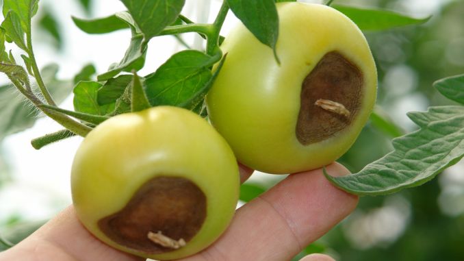 Putregaiul rădăcinii, tulpinii şi fructelor – Colletotrichum coccoaes img-1