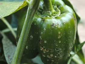 Pătarea frunzelor şi băşicarea fructelor de ardei – Xantohomonas vesticatoria img-1