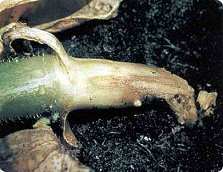 Putrezirea rădăcinii, coletului şi bazei tulpinii img-1