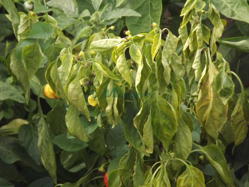 Ofilirea sau fusarioza ardeilor – Fusarium oxysporum f. sp. vasinfectum img-1