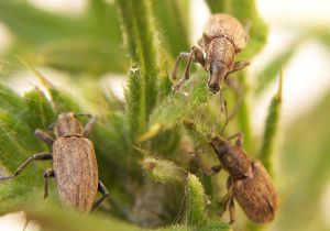 Gargarita-cenusie-a-sfeclei img-1