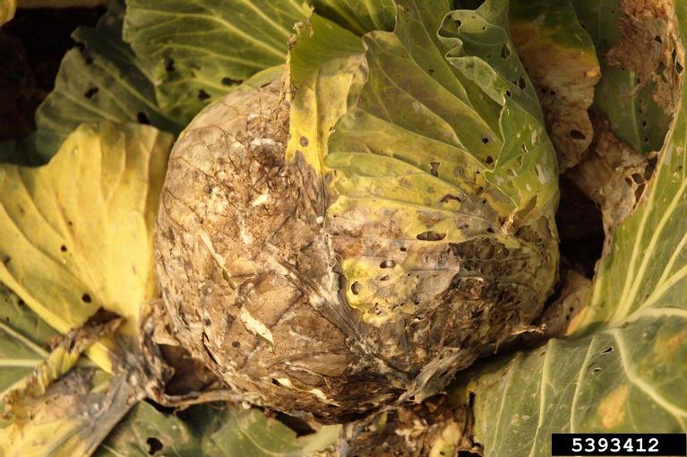 Putregaiul alb – Sclerotinia sclerotiorum img-1