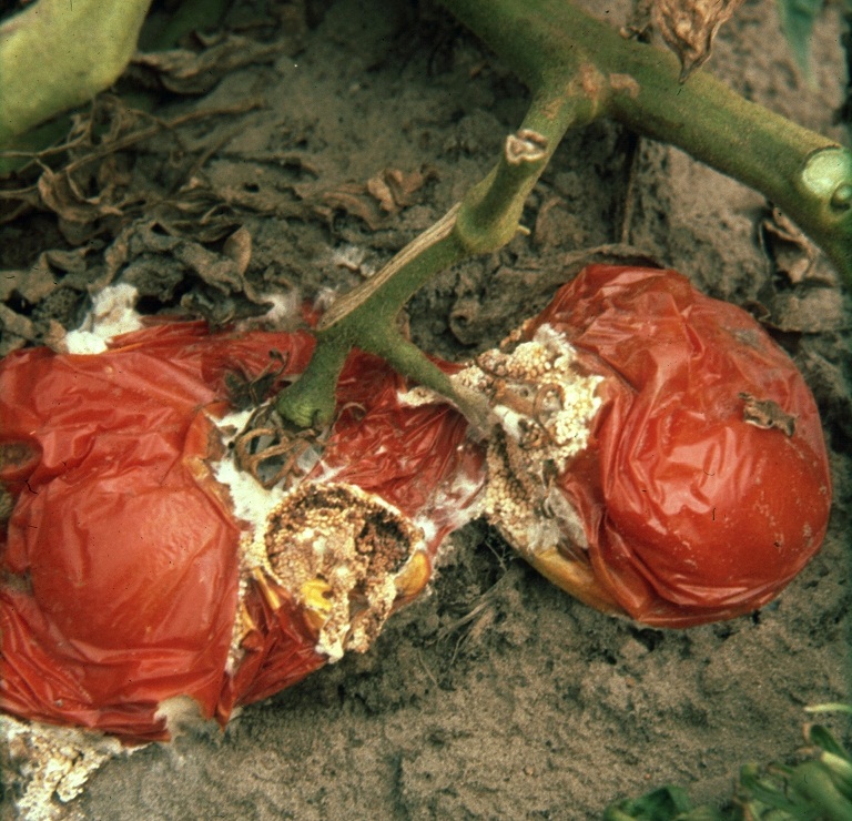 Putregaiul fructelor de tomate – Rhizoctonia solani img-1