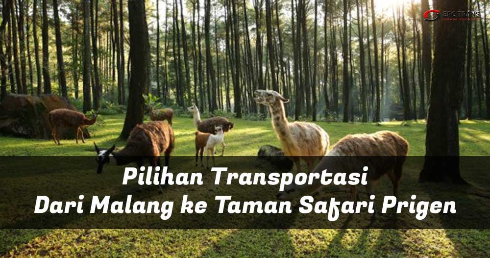 malang ke taman safari prigen