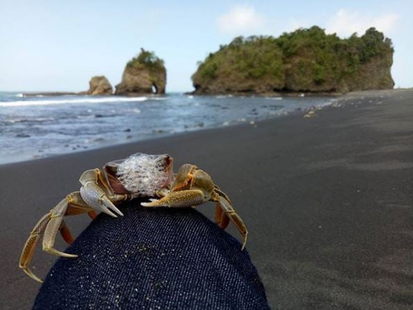 ekosistem di pantai licin