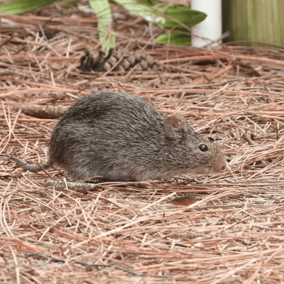 Adult Hispid Cotton Rat Common Nuisance Animals in Okeechobee FL