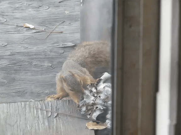 Squirrel Removal in Okeechobee, FL