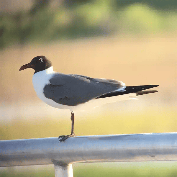 Laughing Gull