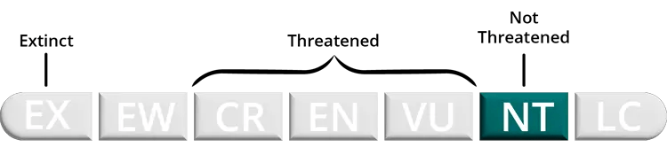 Not Threatened Eastern Coral Snake conservation status - Least Concern