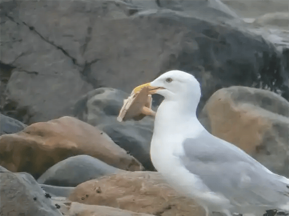 Gull Feeding Gull Feeding