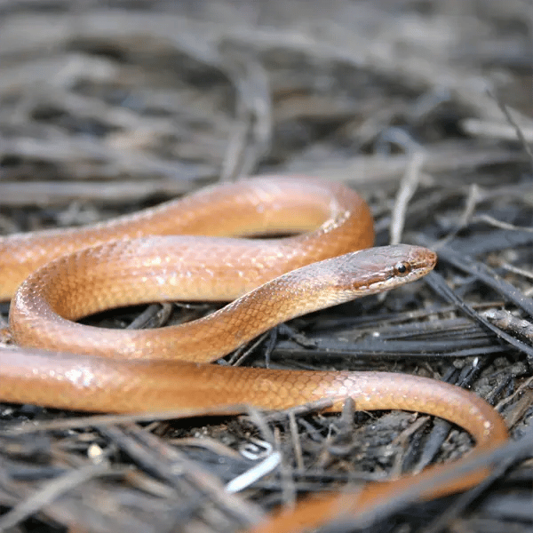The Pine Woods Littersnake