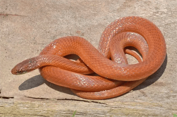 A Pine Woods Littersnake A Pine Woods Littersnake