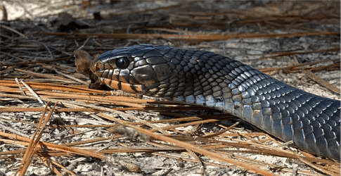 An Eastern Indigo Snake
