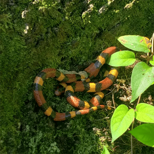 The Scarlet Kingsnake