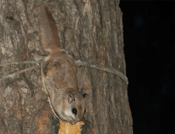 Southern Flying Squirrel Eating Southern Flying Squirrel Eating
