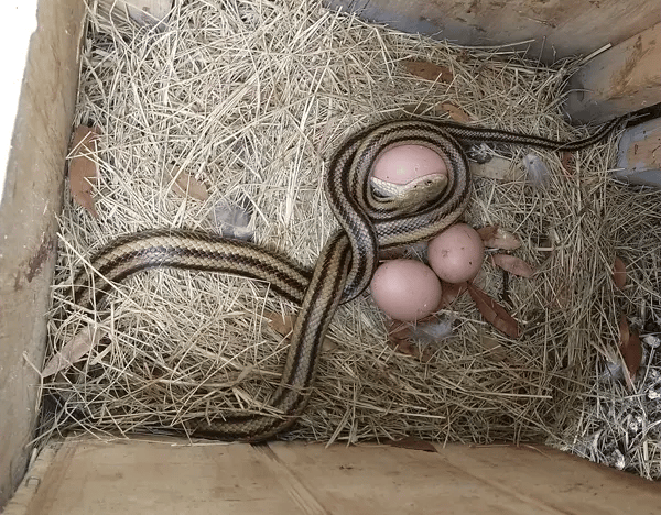 Adult Eastern Ratsnake Feeding The florida cattail such as this is the preferred food for the florida Round-tailed Muskrat