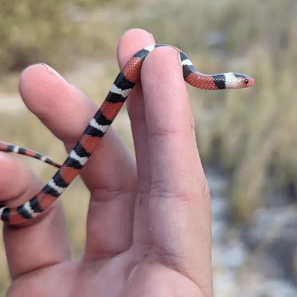 Juvenile Scarlet Kingsnake