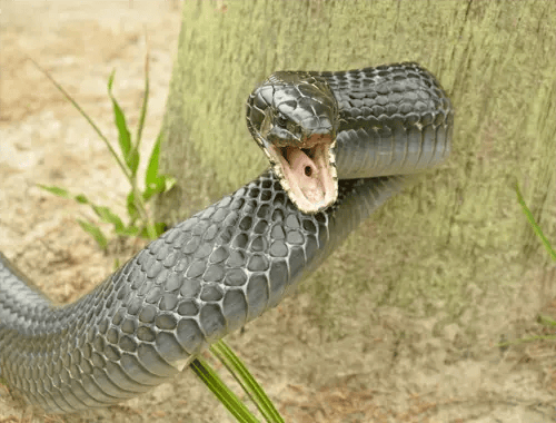 The Eastern Indigo Snake on the hunt The florida cattail such as this is the preferred food for the florida Round-tailed Muskrat