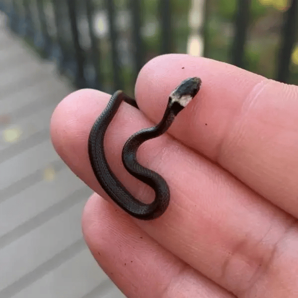 juvenile Florida Brownsnake