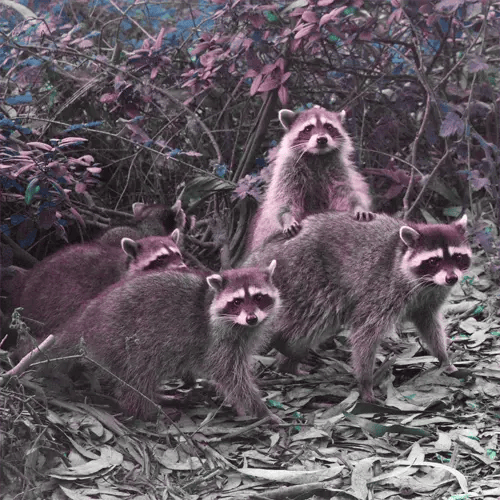 Humane Okeechobee Raccoon Removal
