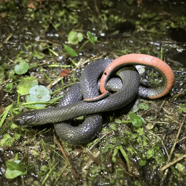 Adult Black Swampsnake
