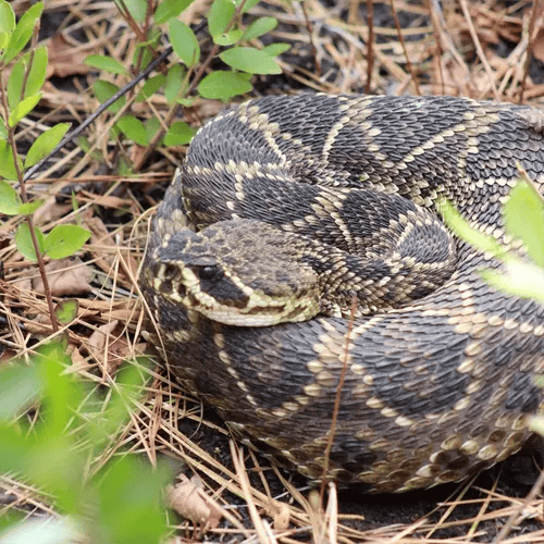 The eastern diamondback rattlesnake