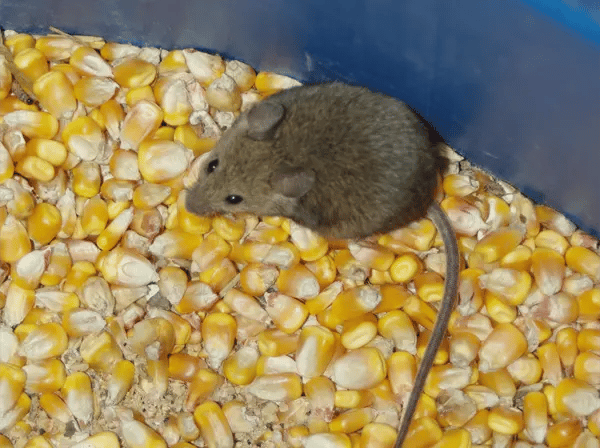 The House Mouse eating corn The florida cattail such as this is the preferred food for the florida Round-tailed Muskrat