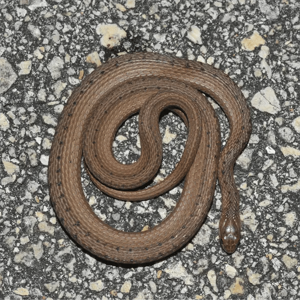A Florida Brownsnake A Florida Brownsnake