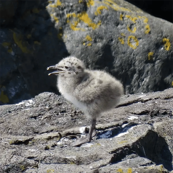Juvenile Seagull