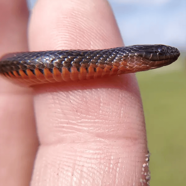 Southern Florida Swampsnake Southern Florida Swampsnake