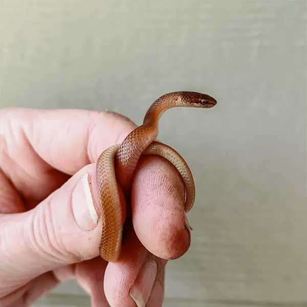 Juvenile Pine Woods Littersnake