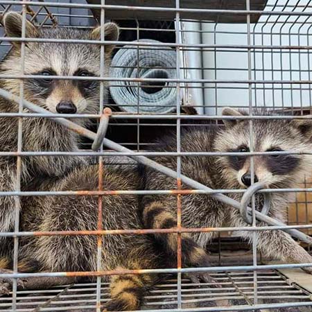 Trapped Raccoons here in Virginia Central Florida Raccoon Trapping