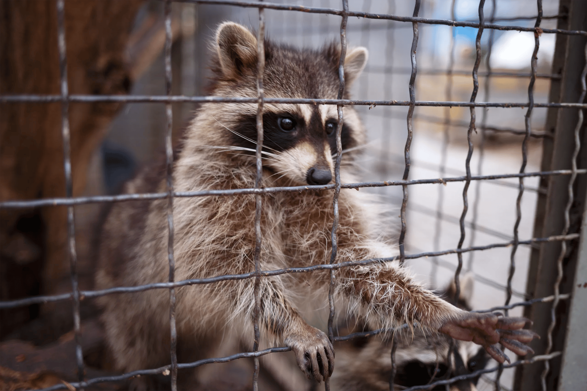 Trapped Raccoon