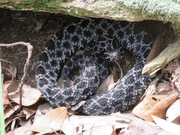 Dusky Pygmy Rattlesnake Resting The florida cattail such as this is the preferred food for the florida Round-tailed Muskrat