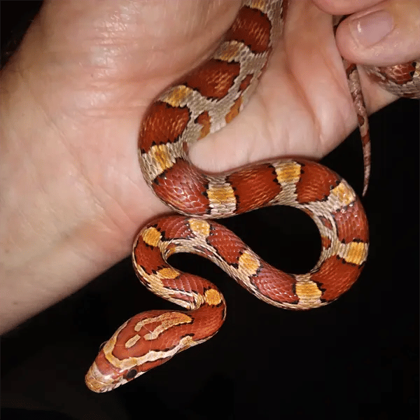 The Corn Snake