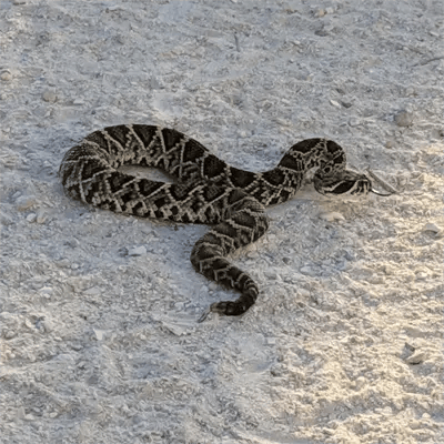eastern diamondback rattlesnake