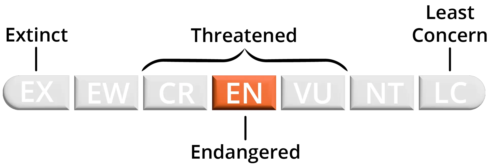 Endangered Eastern Diamondback Rattlesnake conservation status - Vulnerable