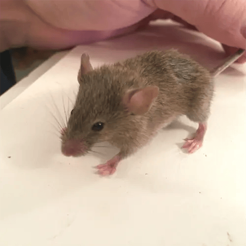 The Florida House Mouse