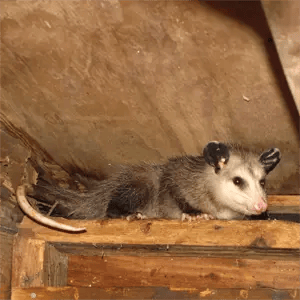 possum Animal Trapping