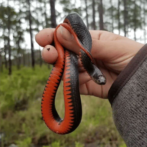 Northern Florida Swampsnake Northern Florida Swampsnake