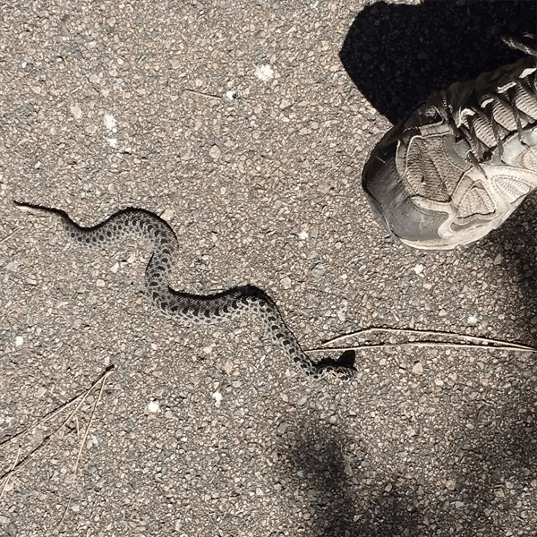 Adult Dusky Pygmy Rattlesnake