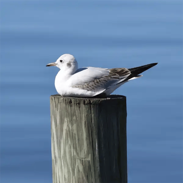 The Gulls